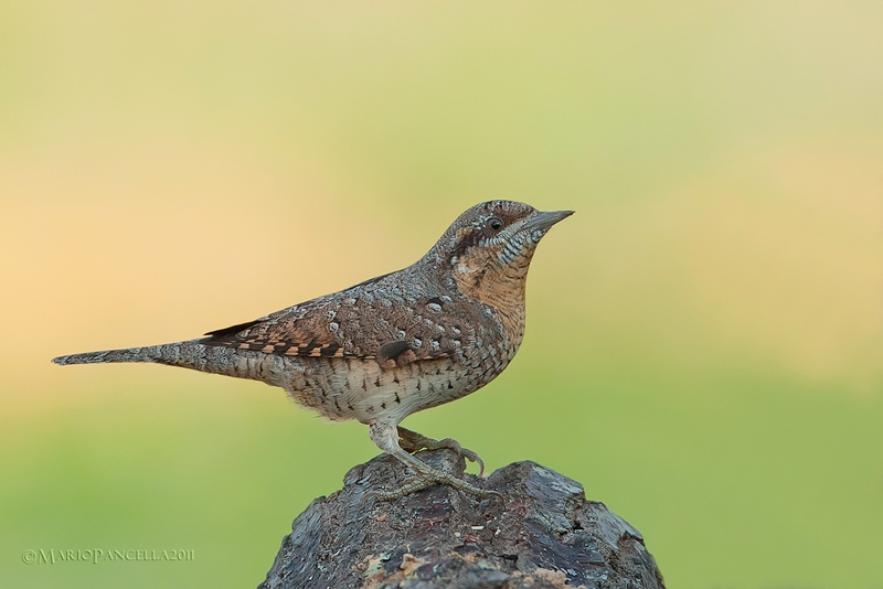 Torcicollo -Jynx torquilla